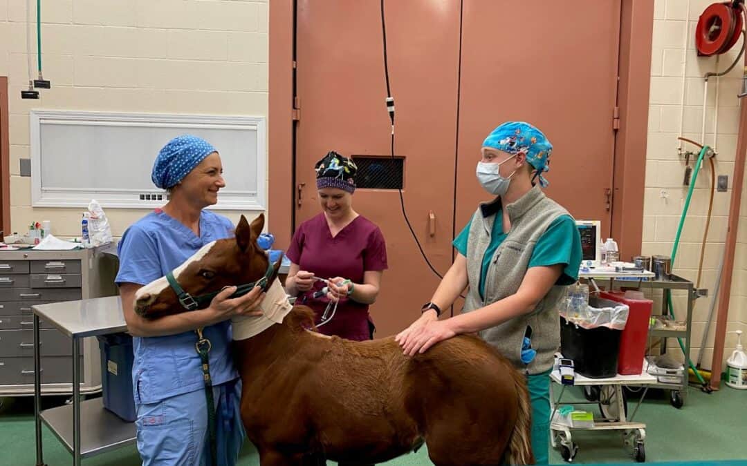 Are You The Equine Veterinary Assistant We’re Looking For?