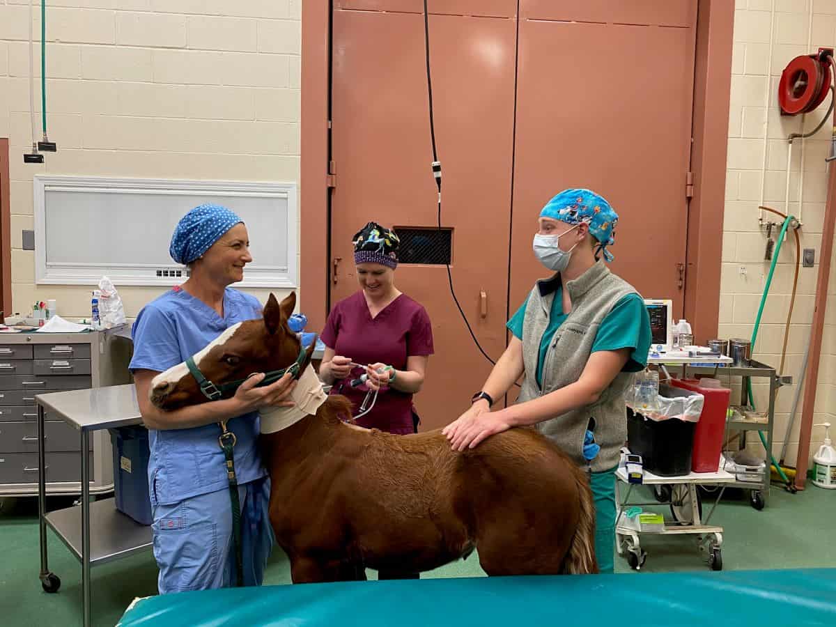 Are You The Equine Veterinary Assistant We're Looking For? Bend