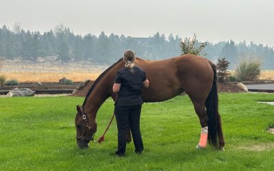 How to Help Horses Exposed to Wildfire Smoke