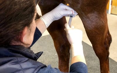 New Joint and Soft-Tissue Treatments for Equine Athletes