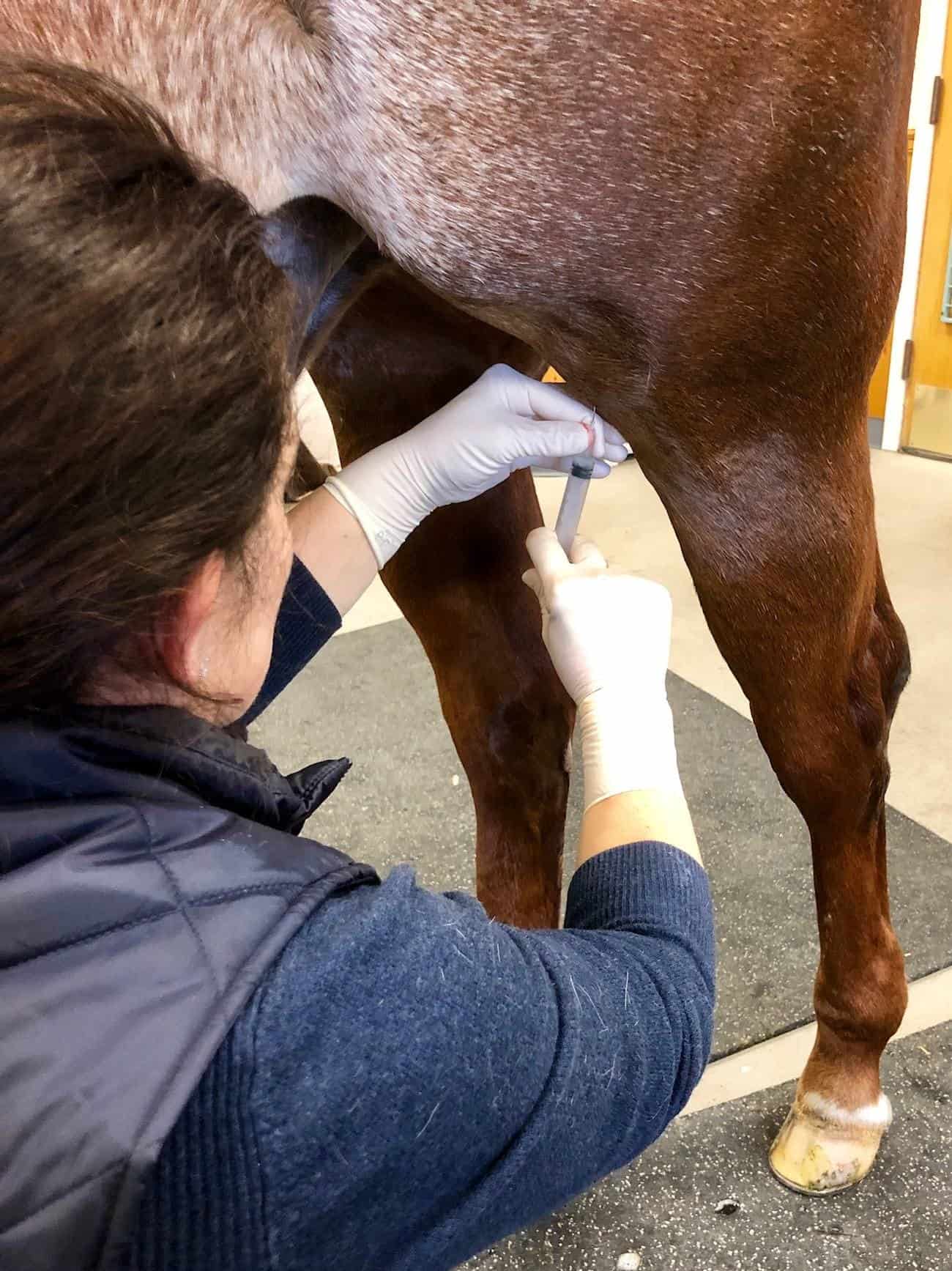 Steroid Injection In Horse Stifle