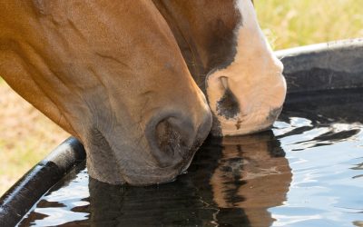 Heat Stress in Horses