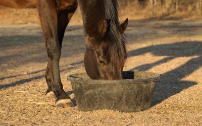 Client Education Event: Balancing Your Horse’s Diet