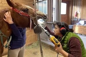 Veterinarian Performs Dental Float on a Horse